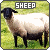  and sheep